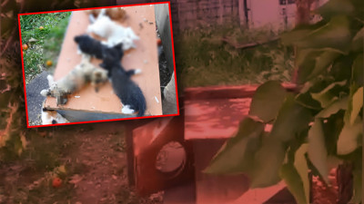 Bursa'da 8 Yavru Kediye Acımadılar, Kesici Aletle Öldürdüler