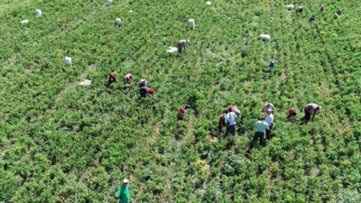 Edirne'de Hasat başladı! Tarlaya Giren Hüngür Hüngür Ağladı, Kimse Bu Kadarını Beklemiyordu