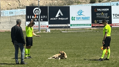 Sahaya Giren Köpek Kırmızı Kart Gördü