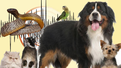 Doğal Deprem Alarmı: Depremi 3 Gün Öncesinden Hissediyor! Bilim İnsanları Bu Hayvana Odaklandı