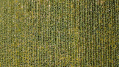 Altın Değerinde Hasat Başladı: Topraktan Servet Fışkırdı, Çiftçi Kazanmaya Başladı