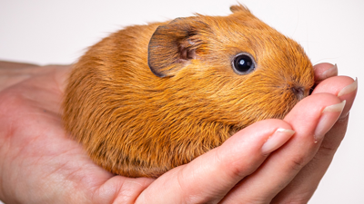 Kedi-Köpek Bakamayanların Tercihi Oldu: Sahiplenen Asla Vazgeçemiyor! Hayvanseverlerin Yeni Gözdesi