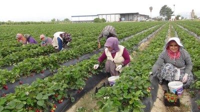 Silifke'de Başlayan Hasat Savaş Çıkartır! Rusya, Ukrayna ve Katar Satın Almak İçin Sıraya Girdi