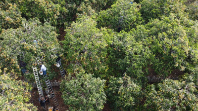 Yılın En Değerli Ürününde Hasat Başladı: Masrafsız Ürün Rekor Fiyata Satılıyor