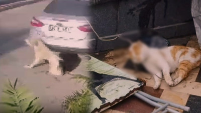 Birini Vurdular Birini Boğdular: İki Ayrı Şehirde İki Hayvana Acımadılar