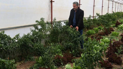 Hasatta Son Dönemeçe Girildi: Soğuğa Direndi, Tezgahta Yerini Aldı! Şimdi Bereket Zamanı