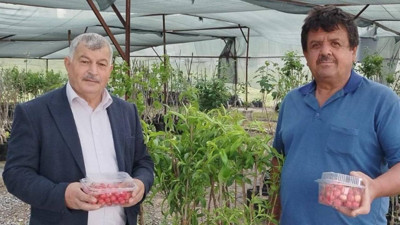 Gazipaşa'da 2025'in İlk Hasadı Başladı! Kilosu 1000 Liraya Satılıyor