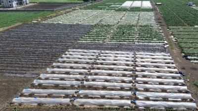 Amik Ovası'nda Beklenen Hasat Başladı: Tarlada 15 Liraya Satılıyor