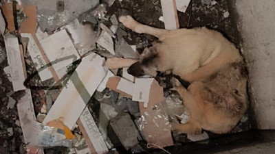 Asansör Boşluğuna Düşen Köpeği İtfaiye Ekipleri Kurtardı