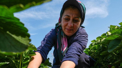 Hasat 15 Gün Geç Başladı: Türkiye'nin Yükünü Çekiyor! Tarlada 80, Markette 130 Liradan Satılıyor