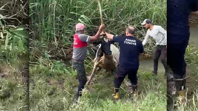 Adana’da Bataklığa Saplanan İnek İtfaiye Operasyonuyla Kurtarıldı