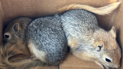 Adana’da Sincap Satmaya Çalışan Şüpheliye 30 Bin TL Ceza