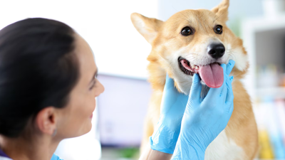 Burnu İyi Koku Alana Saatlik 1.000 TL Veriliyor: Kısa Sürede Talepler Patladı