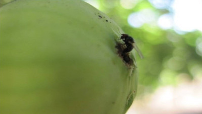 İncir Bahçelerinin Kabusu 'Siyah Sinek'