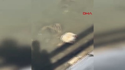 Yeşilırmak'ta ekolojik alarm: Balıkların ardından kanatlı hayvanlar da ölüyor
