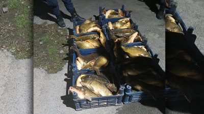 Elazığ’da Jandarmadan Yasadışı Balık Nakline Operasyon