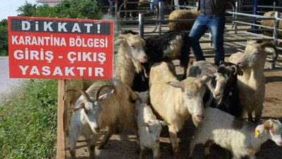 Bir İlde 'Şap' Alarmı: 15 Mahalle Karantinaya Alındı