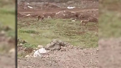 Elazığ’da Dağ Keçileri Görüntülendi