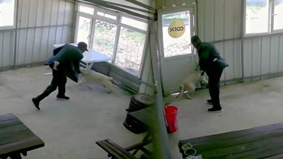 Edirne'de Köpeğe Bastonlu Şiddet: Kapıyı Kapattı, Dakikalarca Vurdu