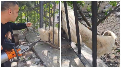 Sorgun’da Sıkışan Köpek İtfaiye Operasyonuyla Kurtarıldı