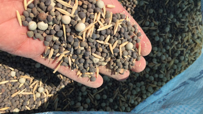 15 Yıl Boyunca Yılda 4 Kez Hasat Ediliyor, Eken Köşeyi Dönüyor!