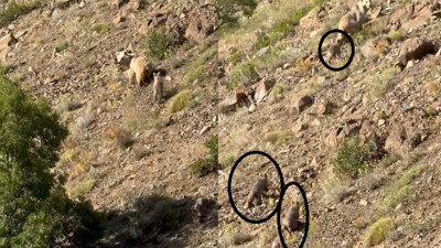 Erzincan Kemaliye’de Anne Ayı ve Üç Yavrusu Doğada Görüntülendi