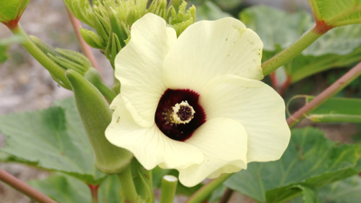 Mayısta Ekiliyor, 2 Ayda Hasat Ediliyor! Yaz Sıcaklarının Vazgeçilmezi Olarak Biliniyor