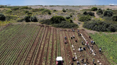 Muğla Datça'da Hasat Başladı! Tüm Türkiye Bunu Bekliyordu