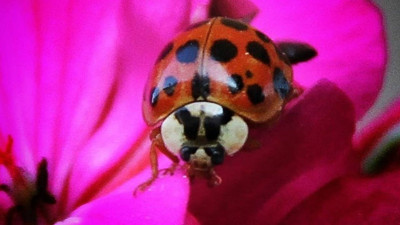 Nadir Görülen Uğur Böceğini Fotoğrafladı