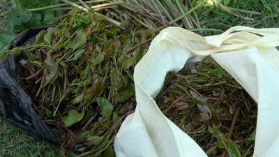 Yeşil Altın Olarak Biliniyor: Dağlardan Toplanıp Kilosu 250 Liraya Satılıyor! Hasat Zamanını Davul Zurnayla Karşılıyorlar