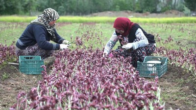 Sarı Altın Hasadı Başladı, Kilosu 4 Bin Liraya Satılıyor! Bir Anlık Hata Tüm Hasadı Yok Ediyor
