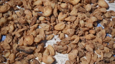 Hasat Eden Köşeyi Dönüyor: Topraktaki Altın Olarak Biliniyor, Kilosu 3 Bin TL'ye Satılıyor