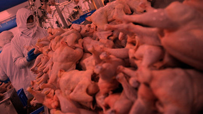 'Tavuk' Yine Zehir Saçtı: Samsun'da 188 İşçi Hastaneye Kaldırıldı