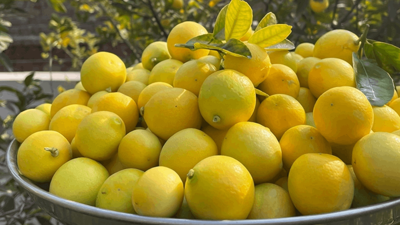 Bulgaristan'a Gönderilen Limonda Zehirli Madde