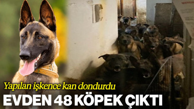 Bir Evden 48 Köpek Çıktı! Yapılan İşkence Kan Dondurdu