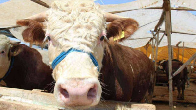 İSTANBUL KURBAN PAZARI 2025: Kurban Satış ve Kesim Yerleri Belli Oldu! İşte İstanbul Avrupa Yakası ve Anadolu Yakası Kurban Pazarı Kurulacak İlçeler