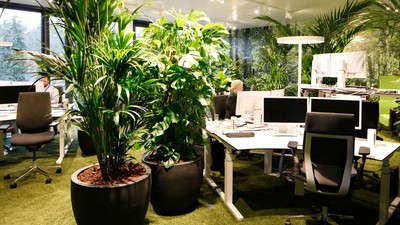 Salon Çiçeklerinin Orman Tüyosu Ortaya Çıktı! Çiçeklerden Odayı Göremeyeceksiniz