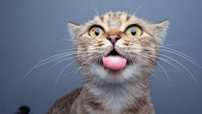 Kedilerin Garip Davranışlarının Perde Arkası: İşte Bu Yüzden Yapıyorlar