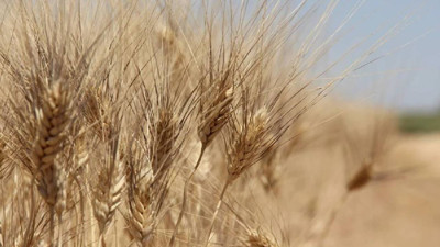 BUĞDAY-ARPA ALIM FİYATLARI 2025: TMO Ekmeklik, Makarnalık Buğday ve Arpa Fiyatı ne Kadar, Kaç TL?