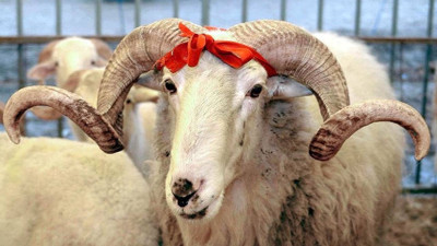 Carrefour 2025 Kurbanlık Fiyatları Belli Oldu: İşte Küçükbaş ve Büyükbaş Kurbanlık Fiyatları