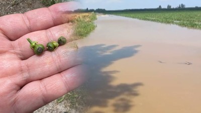 Sular Altında Kaldı... Adana'da Tarlaları Sağanak ve Dolu Vurdu