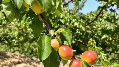 Hatay'da Erkenden Bereketli Hasat Başladı! Kilosu Sadece 25 Liradan Satılıyor, Faydaları Saymakla Bitmiyor