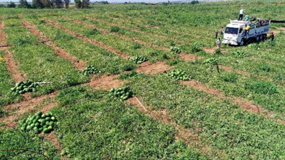 Karpuz Hasadı Bereketli Başladı: O İlimizde Üreticinin Yüzü Gülüyor, Tarlada Kilogram Fiyatı 7 Lira Oldu