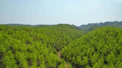 Alanya'da Apar Topar Orman İlan Edilen Alanlar Meclis Gündeminde: Vatandaşın Ne Günahı Var?