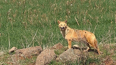 Diyarbakır Çınar’da Tarlada Kurtla Karşılaşan Vatandaş O Anları Kaydetti