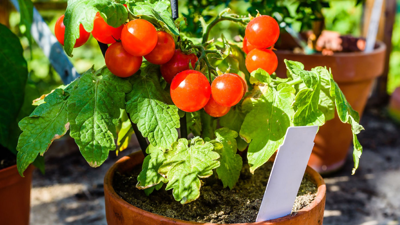 Bu Sebzeden Sonra Ekilince 2 Kat Ürün Alınıyor: Yapan Hasat Etmekten Yoruluyor