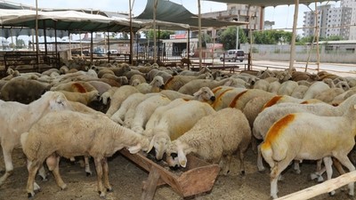 Kurban Bayramı'na Sayılı Günler Kala Pazarlık Arttı! Küçükbaş Kurbanlıklar Ne Kadar?
