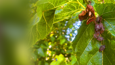 Çiftinin Yeni Kabusu! Ne Zirai Don Ne de Çayır Tırtılı… Ağaçları Sardı İlaç Fayda Etmiyor