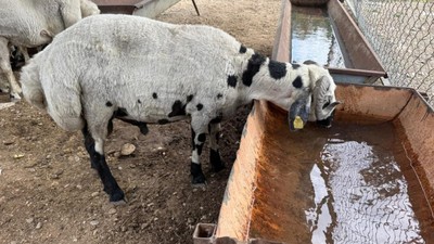 Kurban Alırken Aman Dikkat! Bu Hileyle Kurbanlıkları Şişirip 2 Katına Satıyorlar