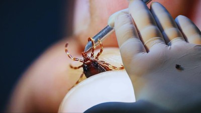 Kene Kabusu Geri Döndü! Sağlık Bakanlığı'ndan Kırım Kongo Kanamalı Ateşine Karşı Uyarı: Temasa Dikkat